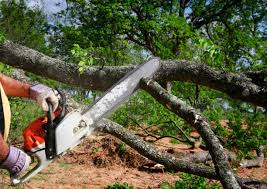 Best Tree Risk Assessment  in Hood River, OR