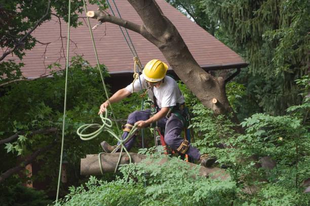 Reliable Hood River, OR Tree Care Solutions